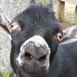 Meet your Posher, Grace